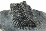 Detailed Coltraneia Trilobite Fossil - Huge Faceted Eyes #328574-5